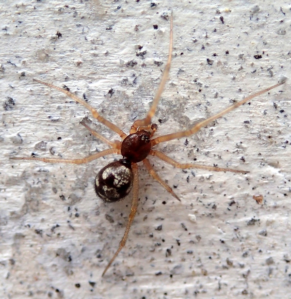 Maschio di Steatoda triangulosa - Villorba (TV)